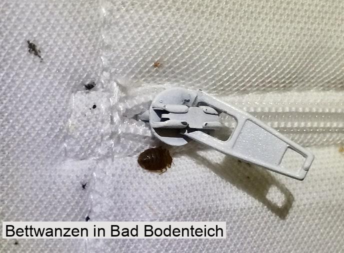 Bettwanzen in Bad Bodenteich